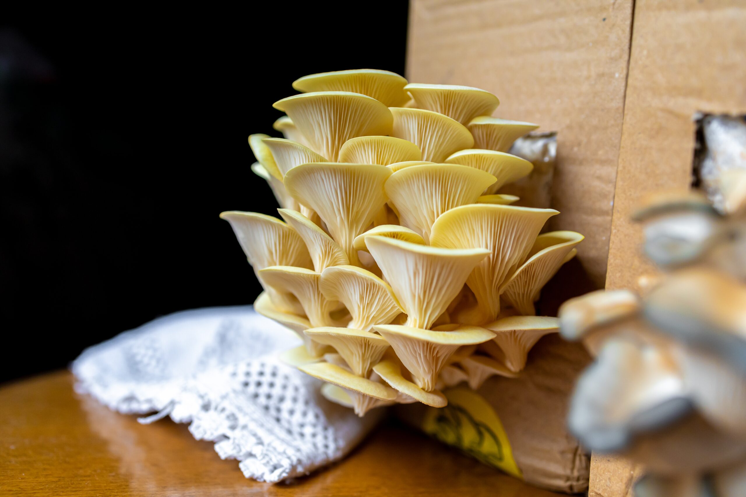 Golden Oysters Grown at Home