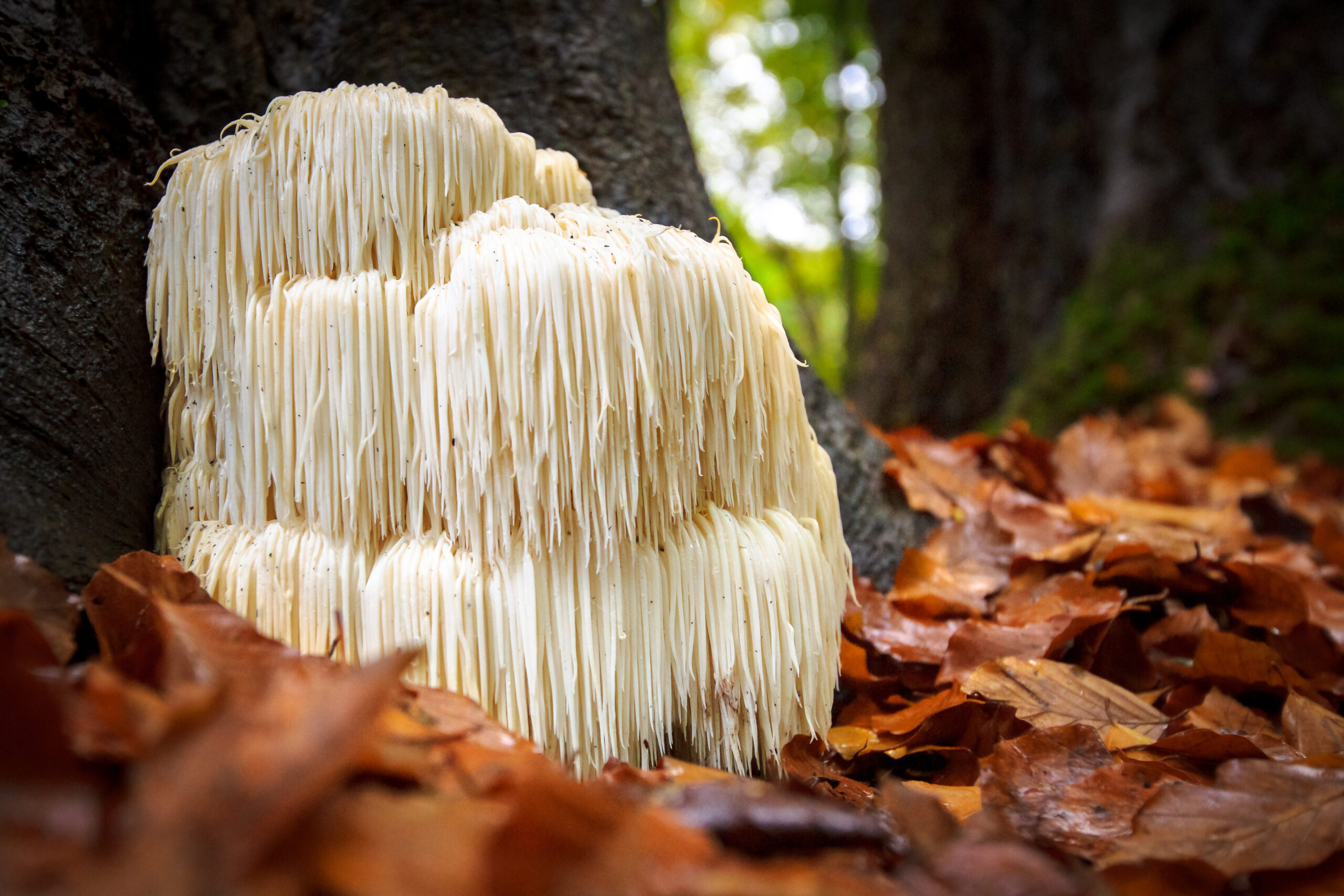 Lion's Mane in it's natural habitat