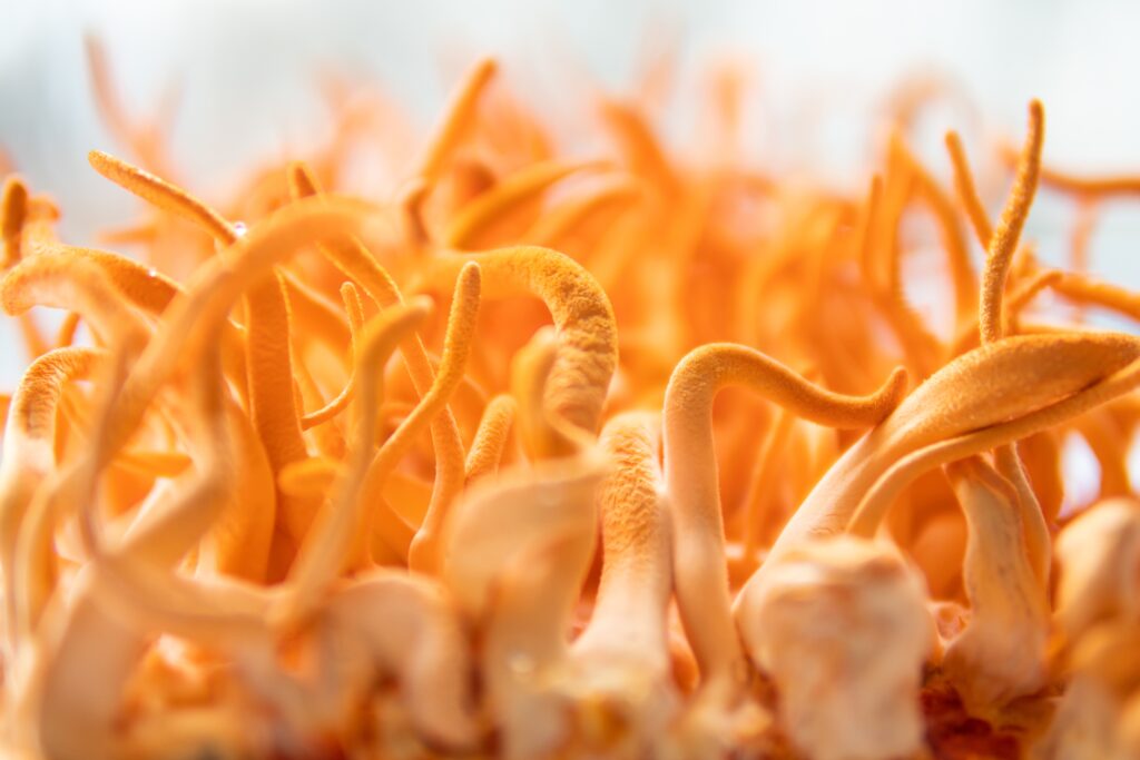 cordyceps