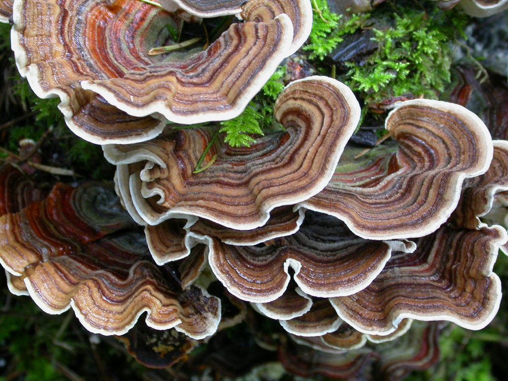 turkey tail